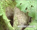 �е�ƫǿ������ֽ�Ӱ���ҹ� �����������