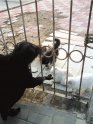 北京一公园内猫咪接连被虐杀 尸体被随意丢弃