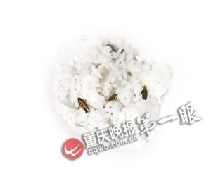 ��̫����������� ˯��������һץ�ü�ֻ(ͼ)