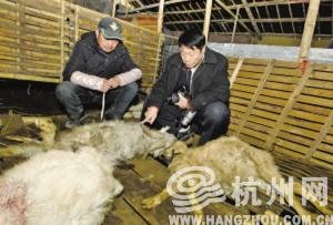养殖场的羊连连遇害,其他羊吓得都不敢回来了。通讯员 郑鹏 摄