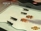 ���ش�������ħ�� ι��������������˲ٿ�