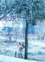 主人去世后忠犬坚持守望 风餐露宿惹人怜(图)