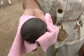 秦皇岛奶牛产下怪蛋 外壳黑色形状像鹅蛋