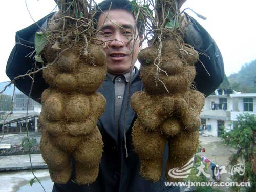 修水挖出人形何首乌?