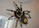 �¹�������˽����ֻ��֩������ ���ܱ���20��