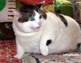 ͼ�ģ��ൺ������è���ش�16����