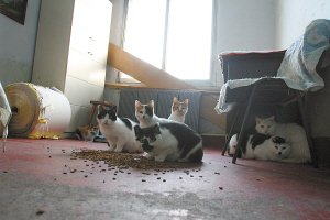 Ů��������è40��ֻ���ѽ�10�� Ϊè��Ҫ����