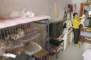 Ů��������è40��ֻ���ѽ�10�� Ϊè��Ҫ����
