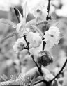 �人Ұ���������ֱ��쿪���졢����ɫ�һ�(ͼ)