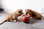 ͼ�ģ��人����԰����̥ʨ�����ȹ�Σ����